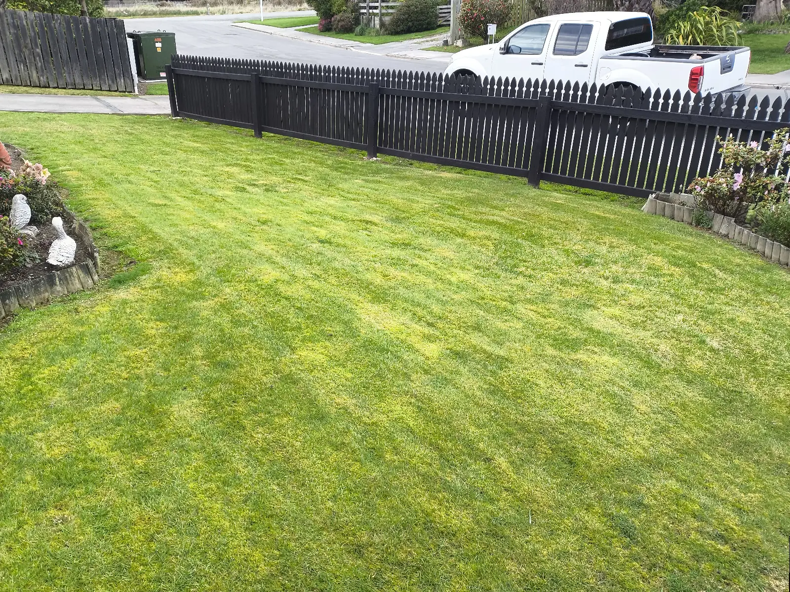 The same front lawn after treatment, with the moss cleared, beside a garden bed with stone bird ornaments and a black picket fence