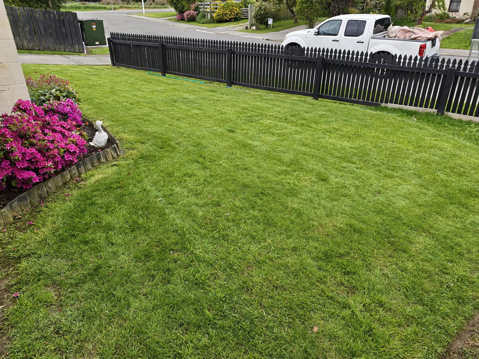 Front lawn before treatment, with moss through the grass, beside a flowering azalea and a black picket fence
