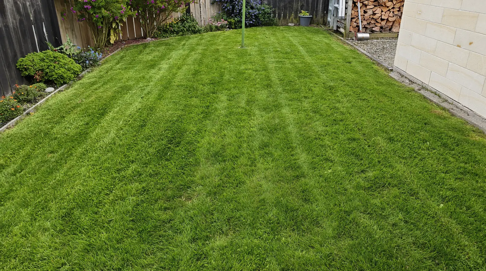 Freshly mown backyard lawn with neat stripes, flowering shrubs along a timber fence and a stacked firewood shed